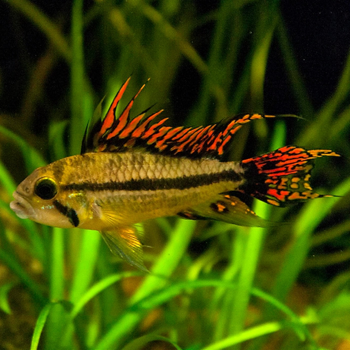 Апистограмма какаду